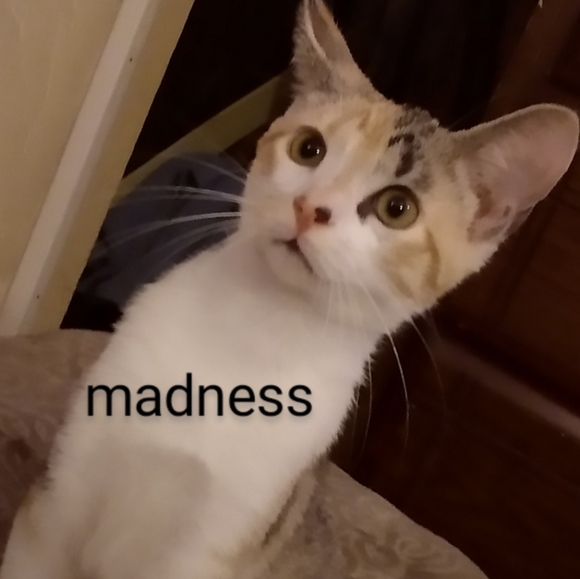 "MendyLew'sMadness" - Picture 7 of 10